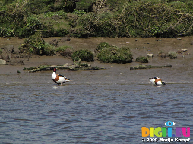SX03566 Ducks in Ogmore river - Shelducks (Tadorna Tadorna)